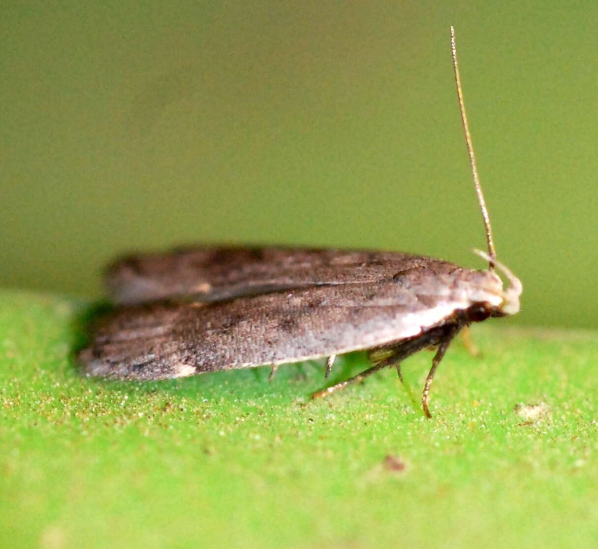 Image of Anacampsis comparanda Meyrick 1929