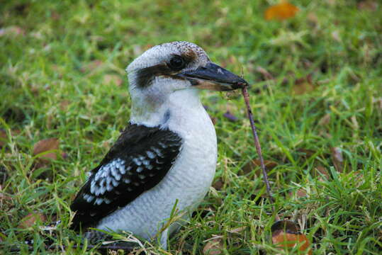 Image of Kookaburra