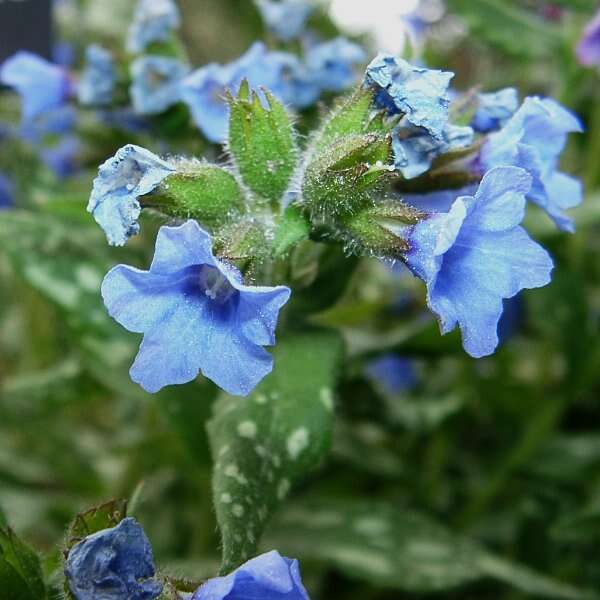 Image of Lungwort