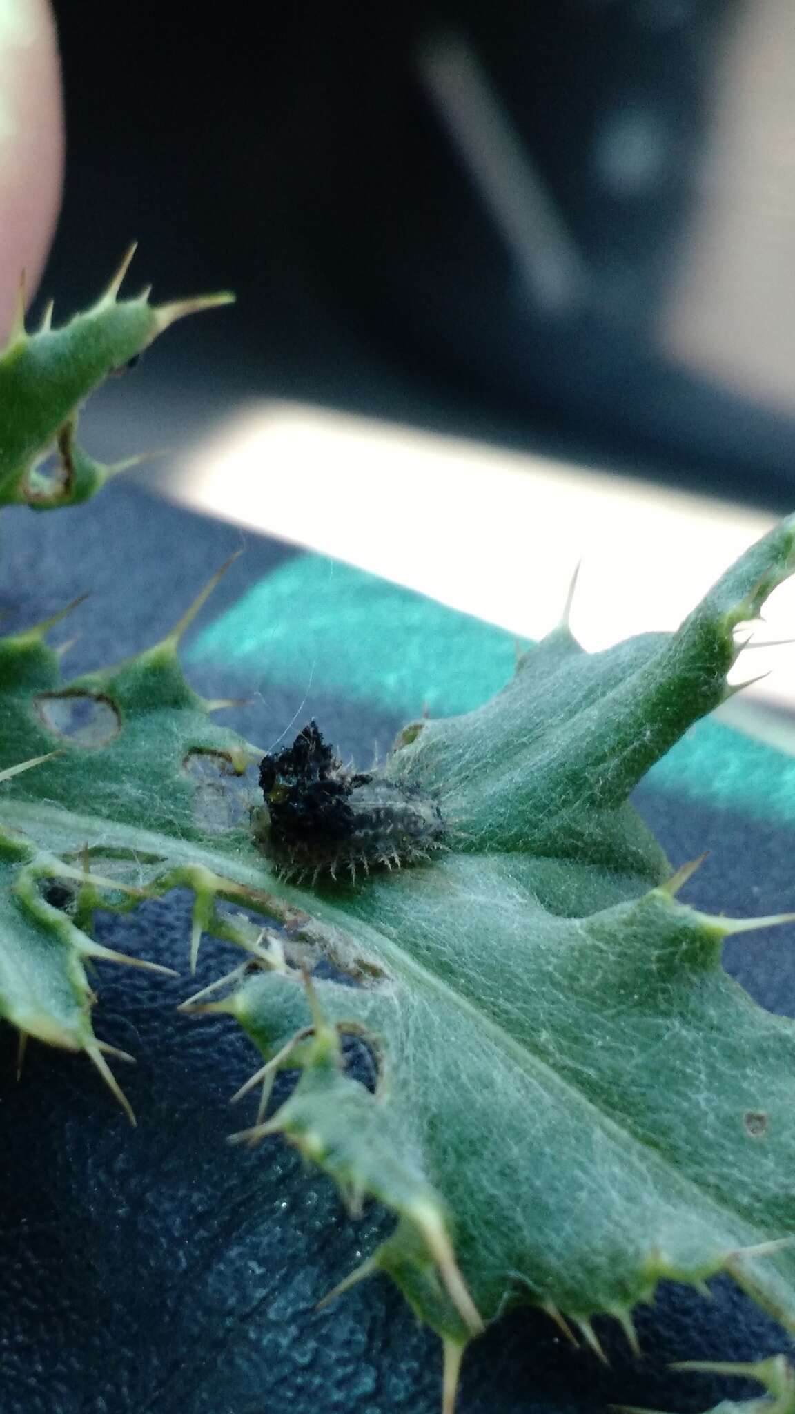 Image of thistle tortoise beetle