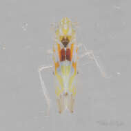 Image of Erythroneura octonotata Walsh 1862