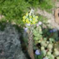 Image of Petrosedum rupestre (L.) P. Heath