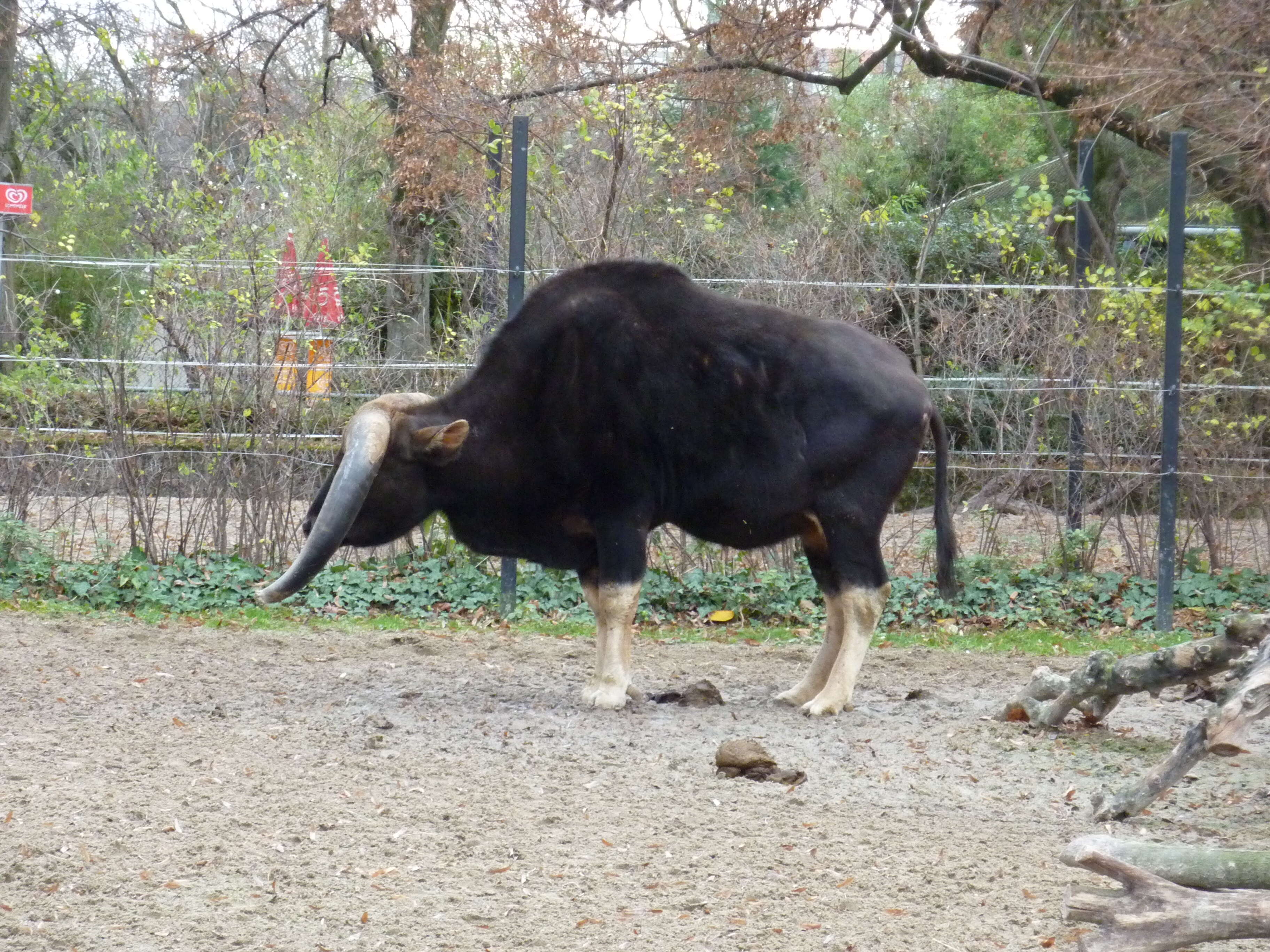 Image of Gaur