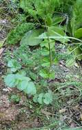 Imagem de Pimpinella lutea Desf.