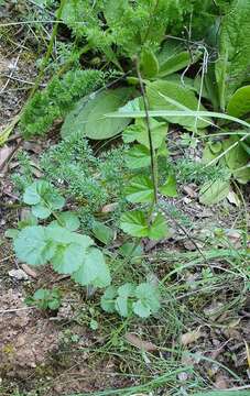 Image of Pimpinella lutea Desf.