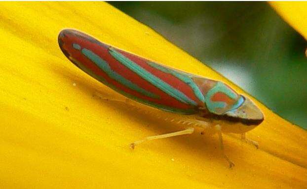 Graphocephala coccinea (Forster & J. R. 1771)的圖片