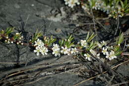 <i>Prunus pumila</i> var. <i>depressa</i> resmi