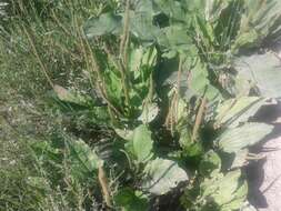 Plancia ëd Plantago maior