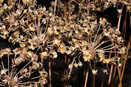 Image of Allium ramosun