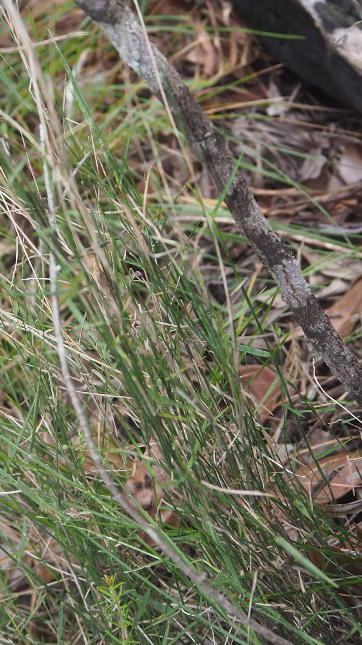 Entolasia stricta (R. Br.) Hughes resmi