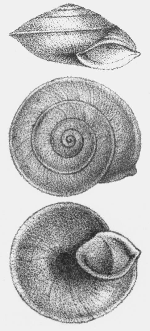 Image of Lapidary Snail