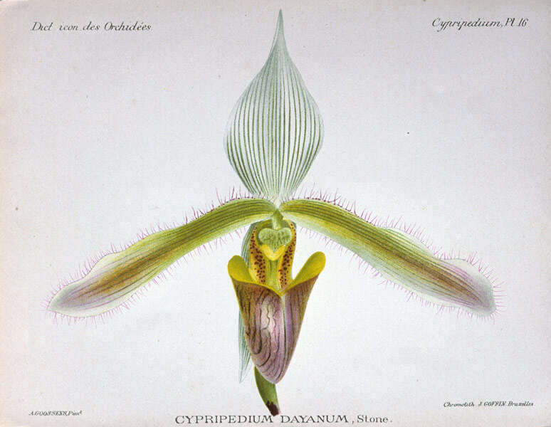 Слика од Paphiopedilum dayanum (Lindl.) Stein