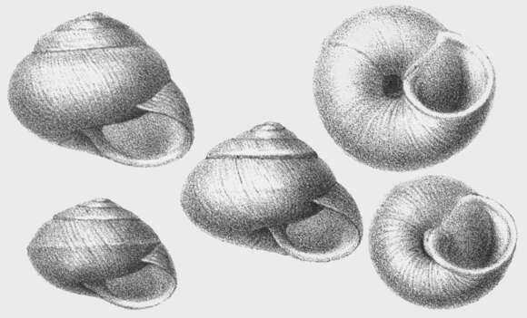 Image of Sphincterochila Ancey 1887