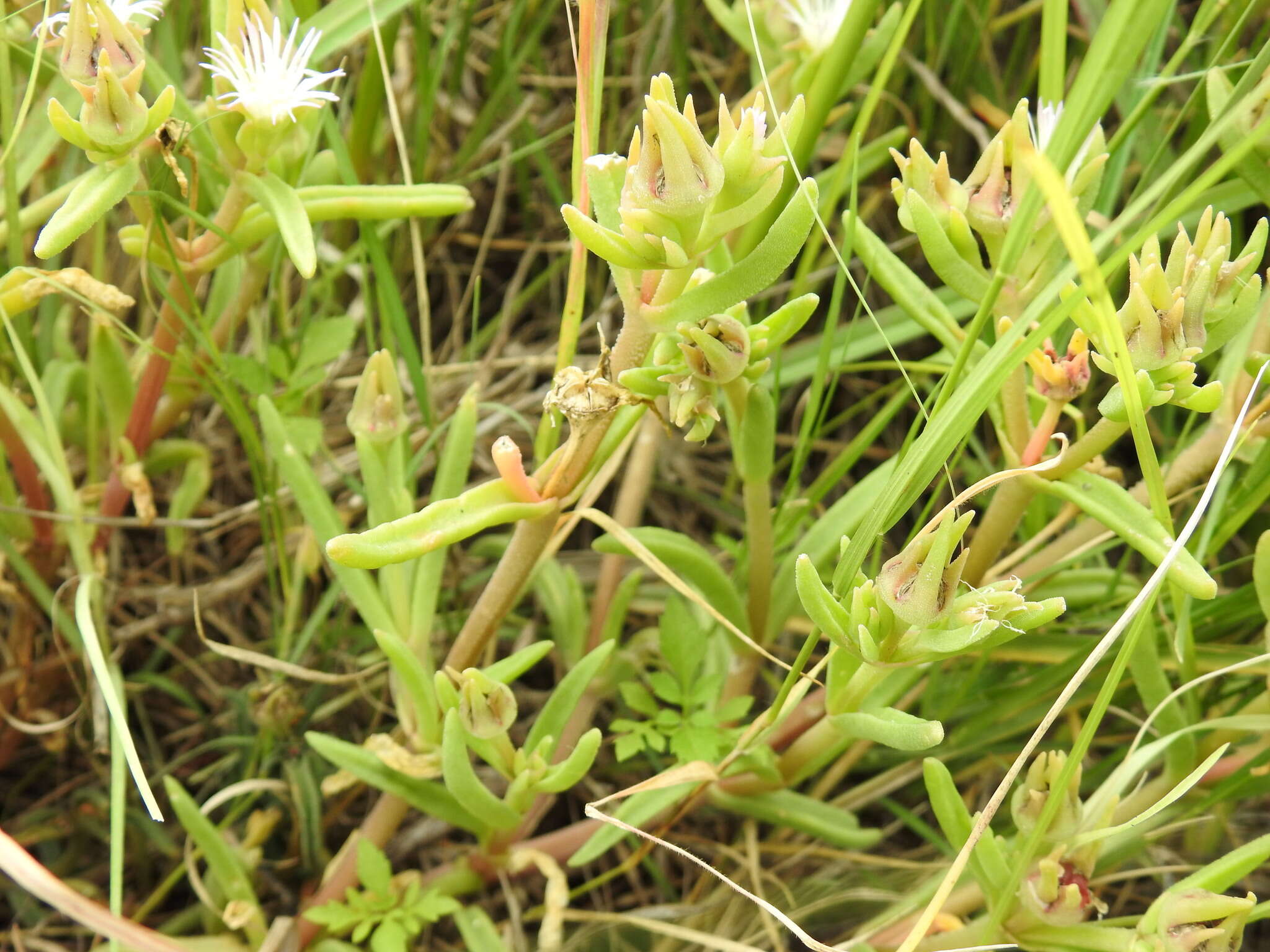 Imagem de Delosperma herbeum (N. E. Br.) N. E. Br.