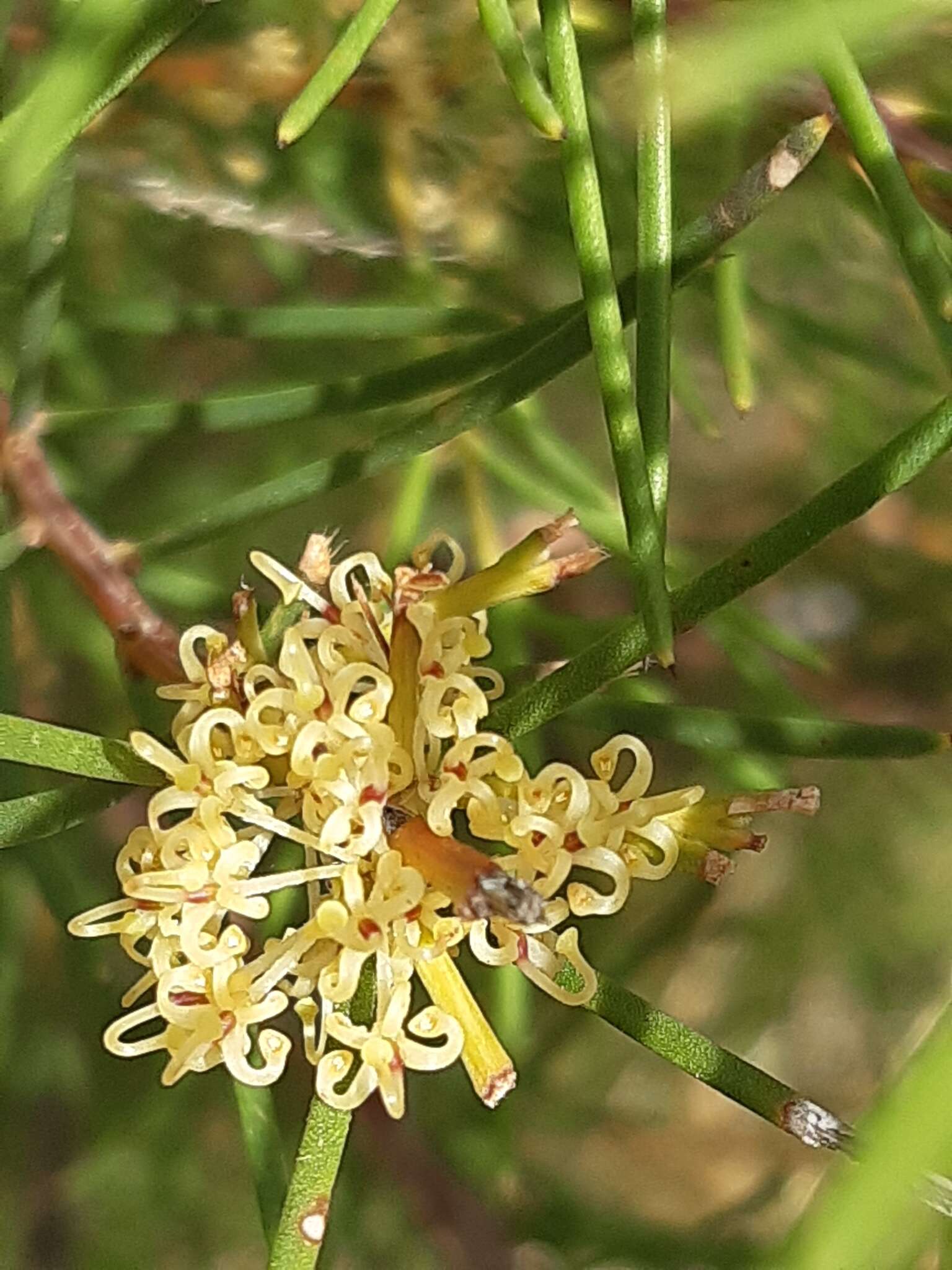 Image of Hakea nodosa R. Br.