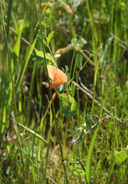 Image of tawny pea