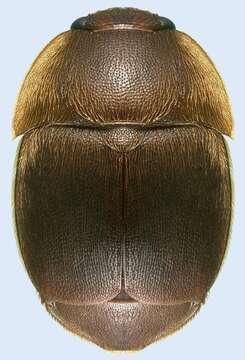 Image of Small Hive Beetle