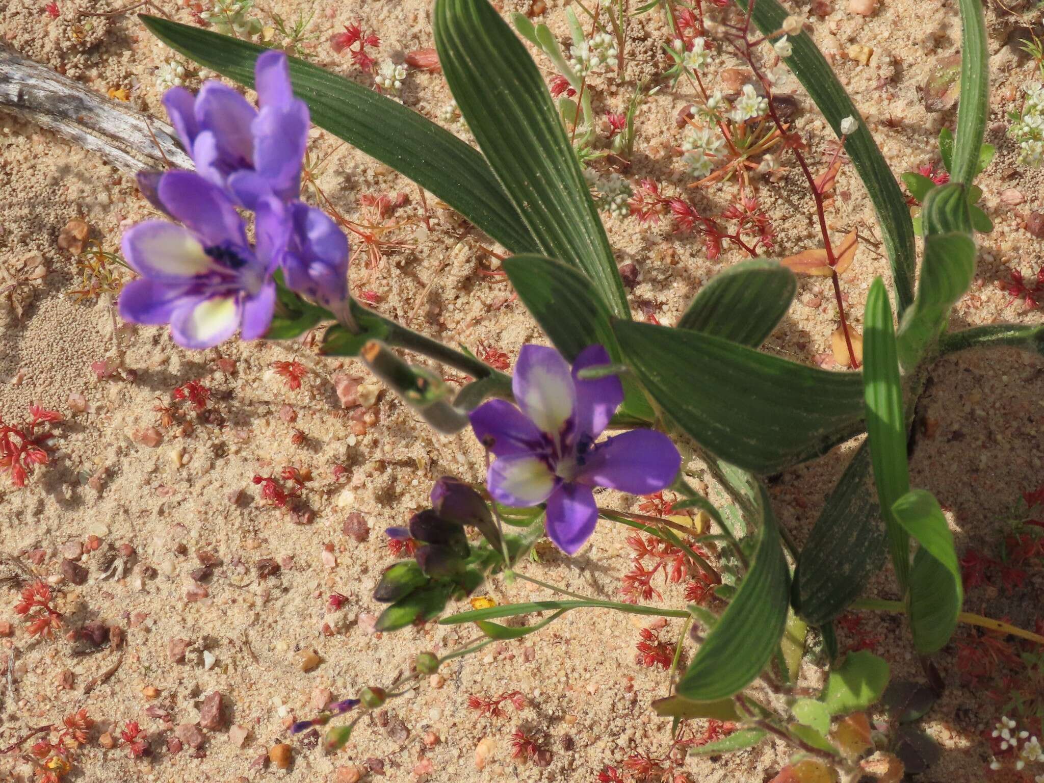 Image of Babiana fragrans (Jacq.) Steud.