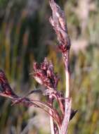 Image of Machaerina rubiginosa (Biehler) T. Koyama