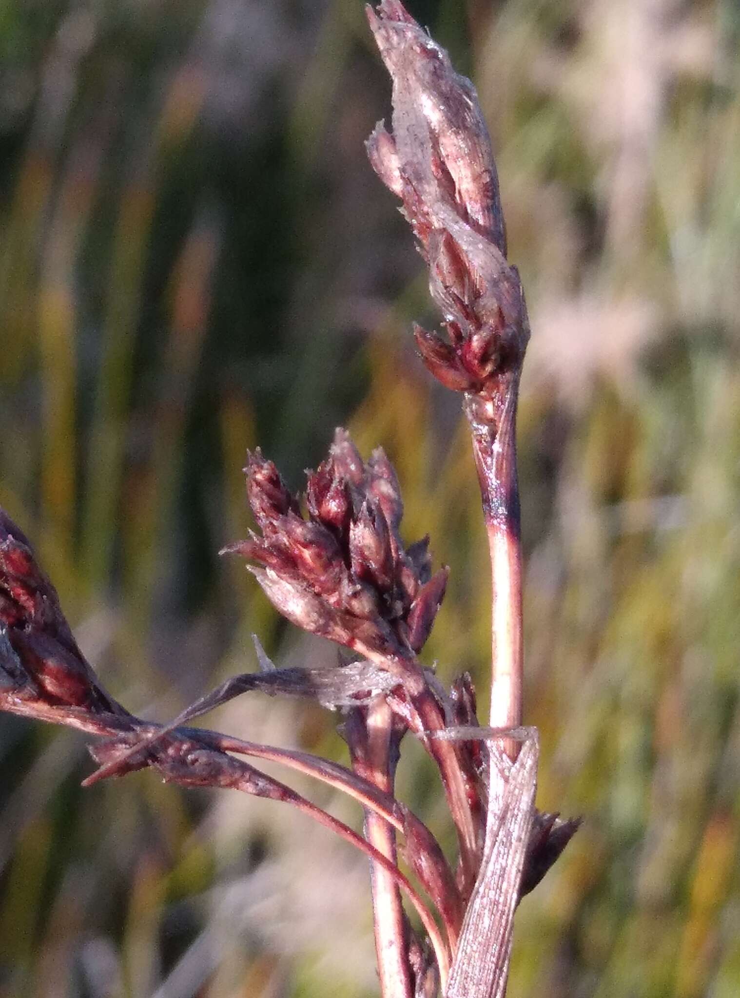 Image of Machaerina rubiginosa (Biehler) T. Koyama