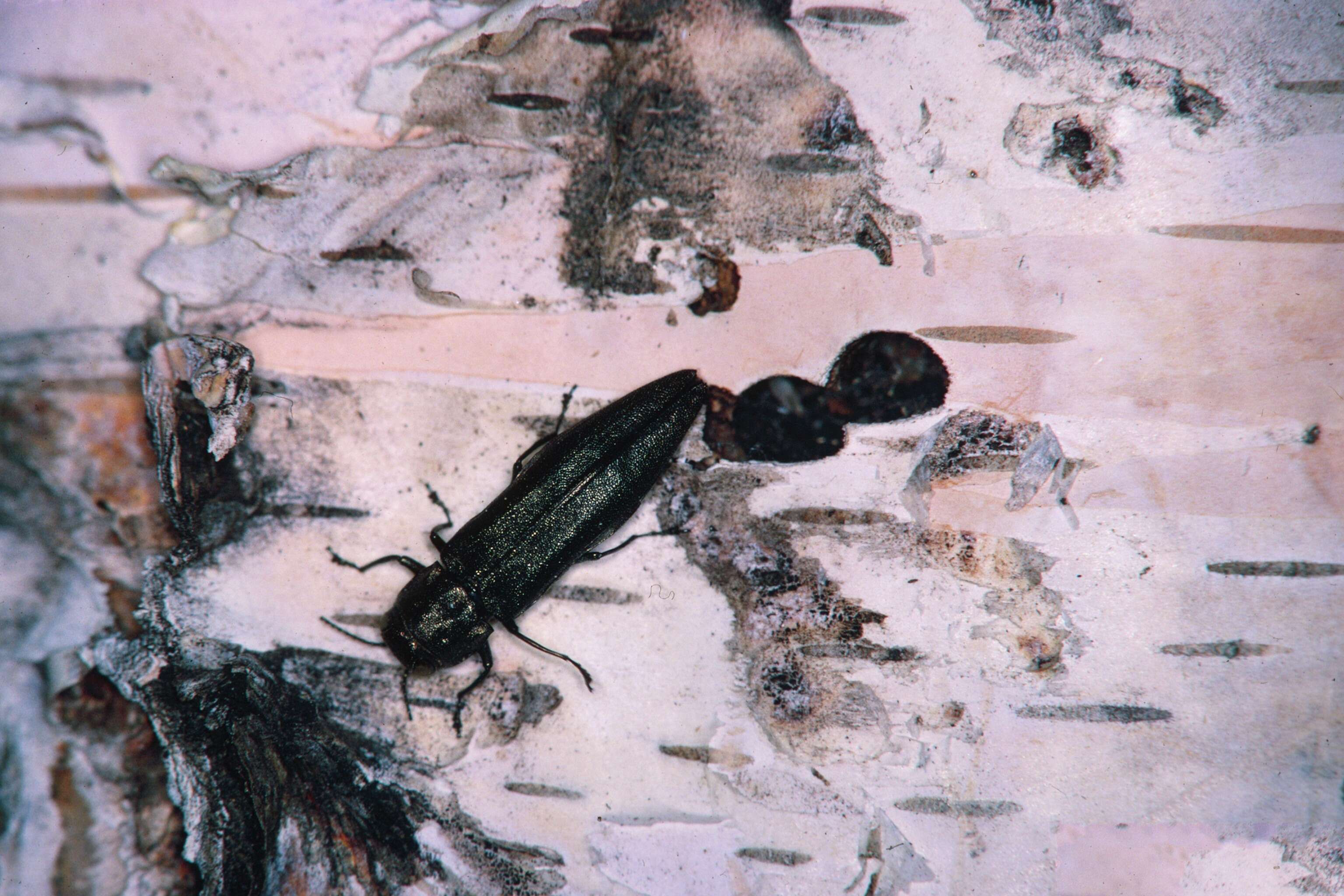 Image of Bronze birch borer