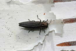 Image of Bronze birch borer