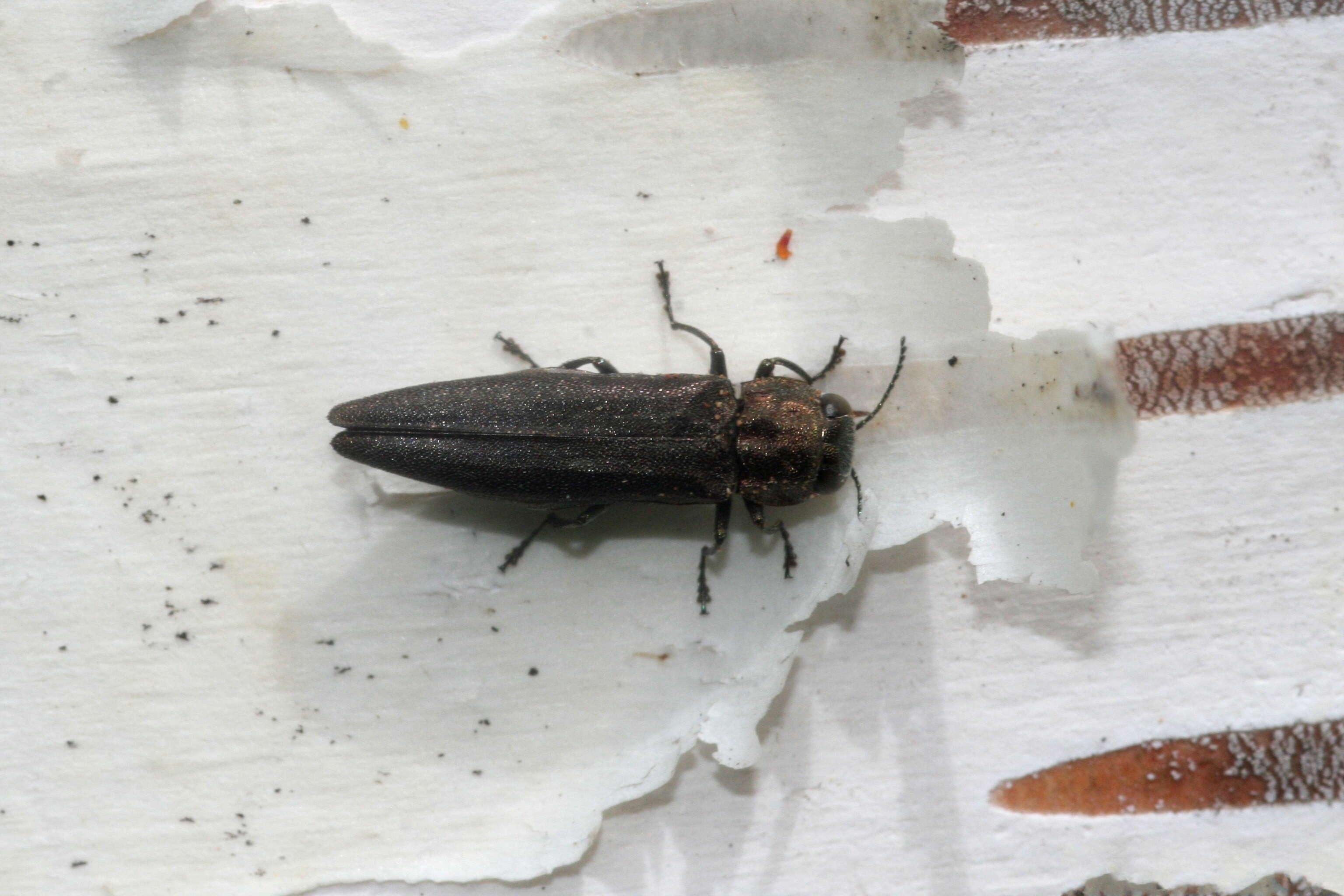 Image of Bronze birch borer