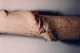 Image of Bronze birch borer