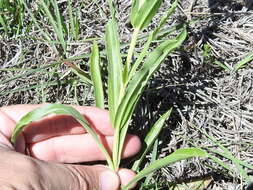 Image of Guadalupe beardtongue