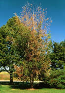 Image of Bronze birch borer