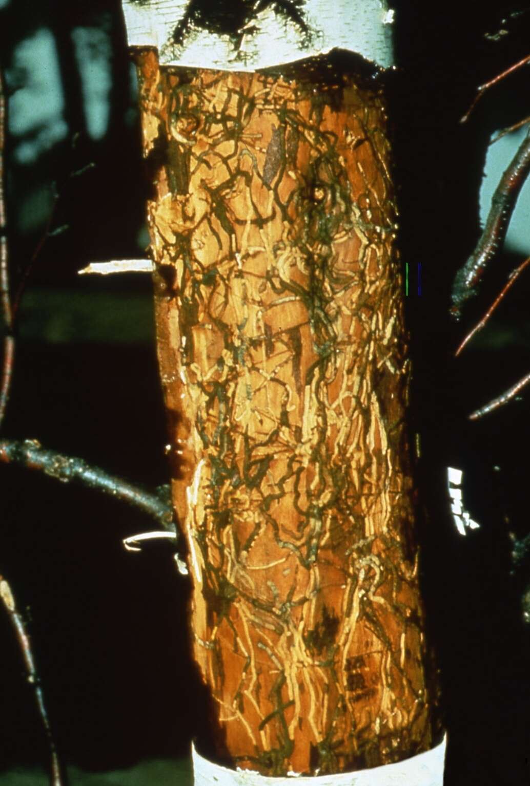 Image of Bronze birch borer