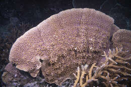 Image of pore coral