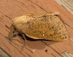 Image of Syssphinx bicolor (Harris 1841)