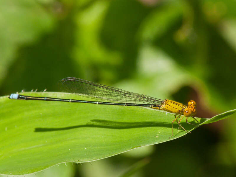 Image of Pseudagrion rubriceps Selys 1876