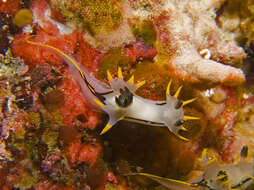 Image of Polycera Cuvier 1816