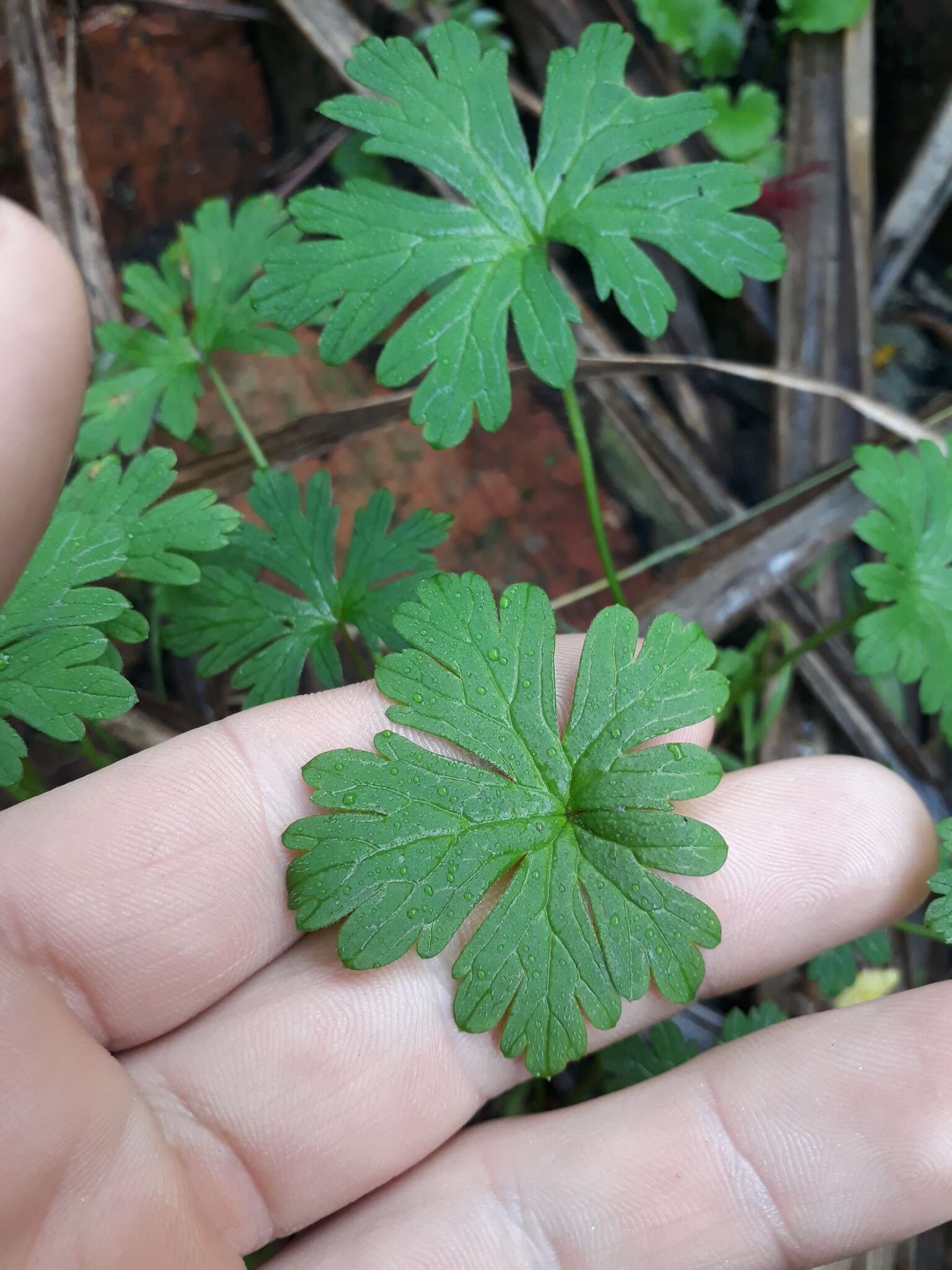 Image of Australasian geranium