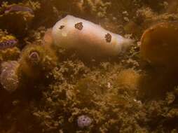 Image of Three-spot nudibranch