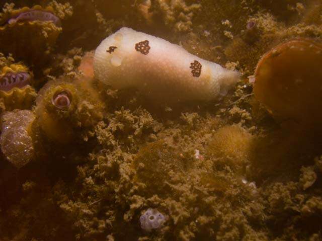 Image of Three-spot nudibranch