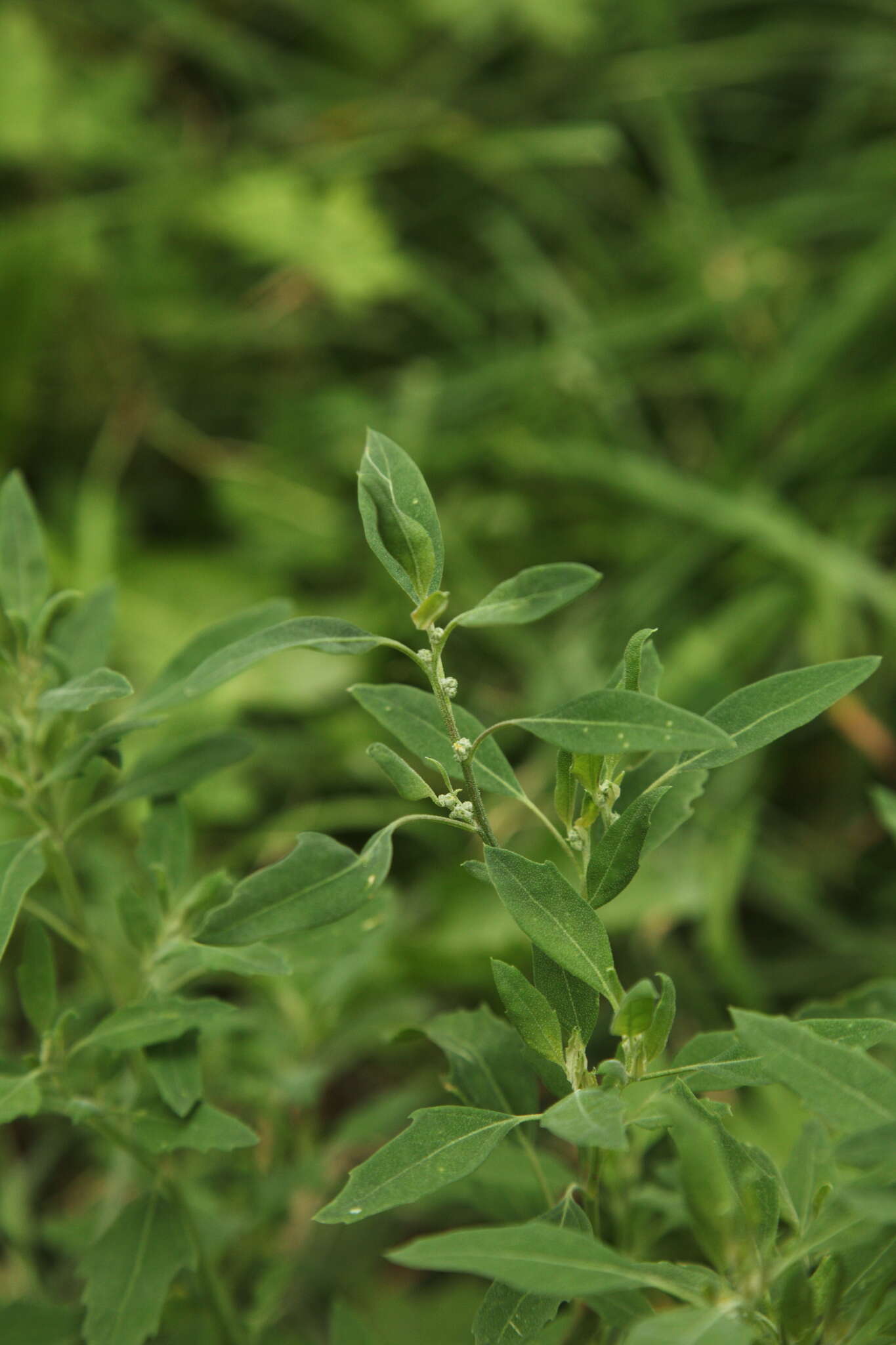 Plancia ëd Chenopodium strictum Roth