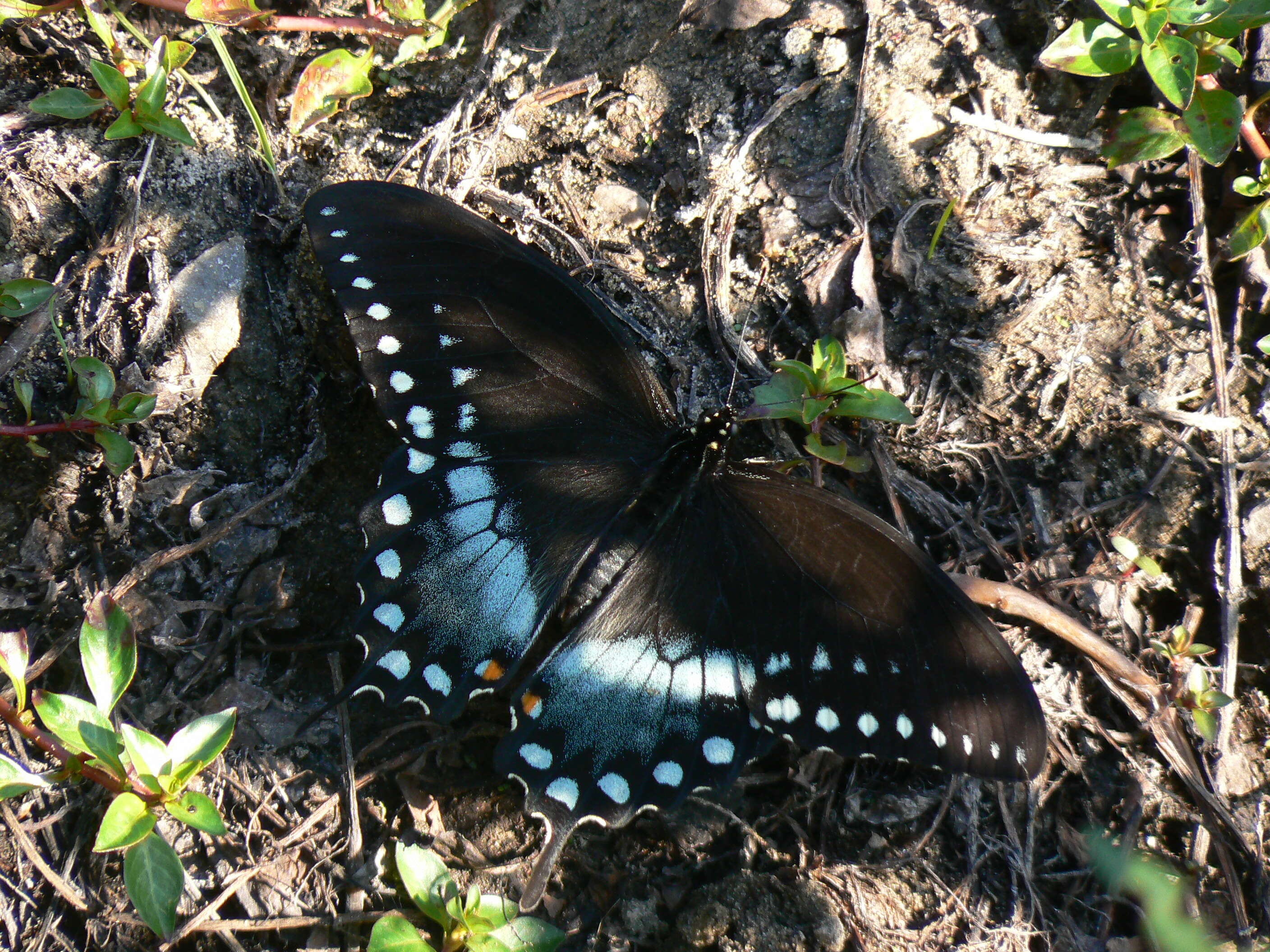 Image of Spicebush swallowtail