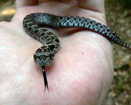 Image of North American Hog-nosed Snakes