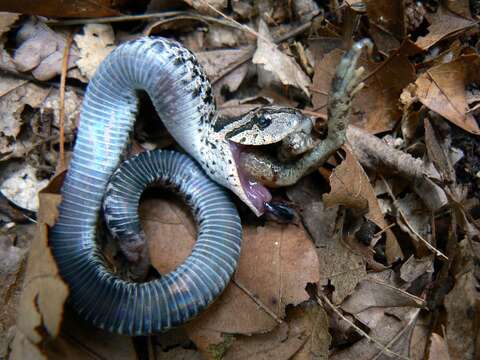 Image of North American Hog-nosed Snakes