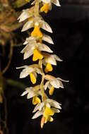 Dendrochilum cobbianum Rchb. fil. resmi