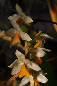 Dendrochilum cobbianum Rchb. fil. resmi