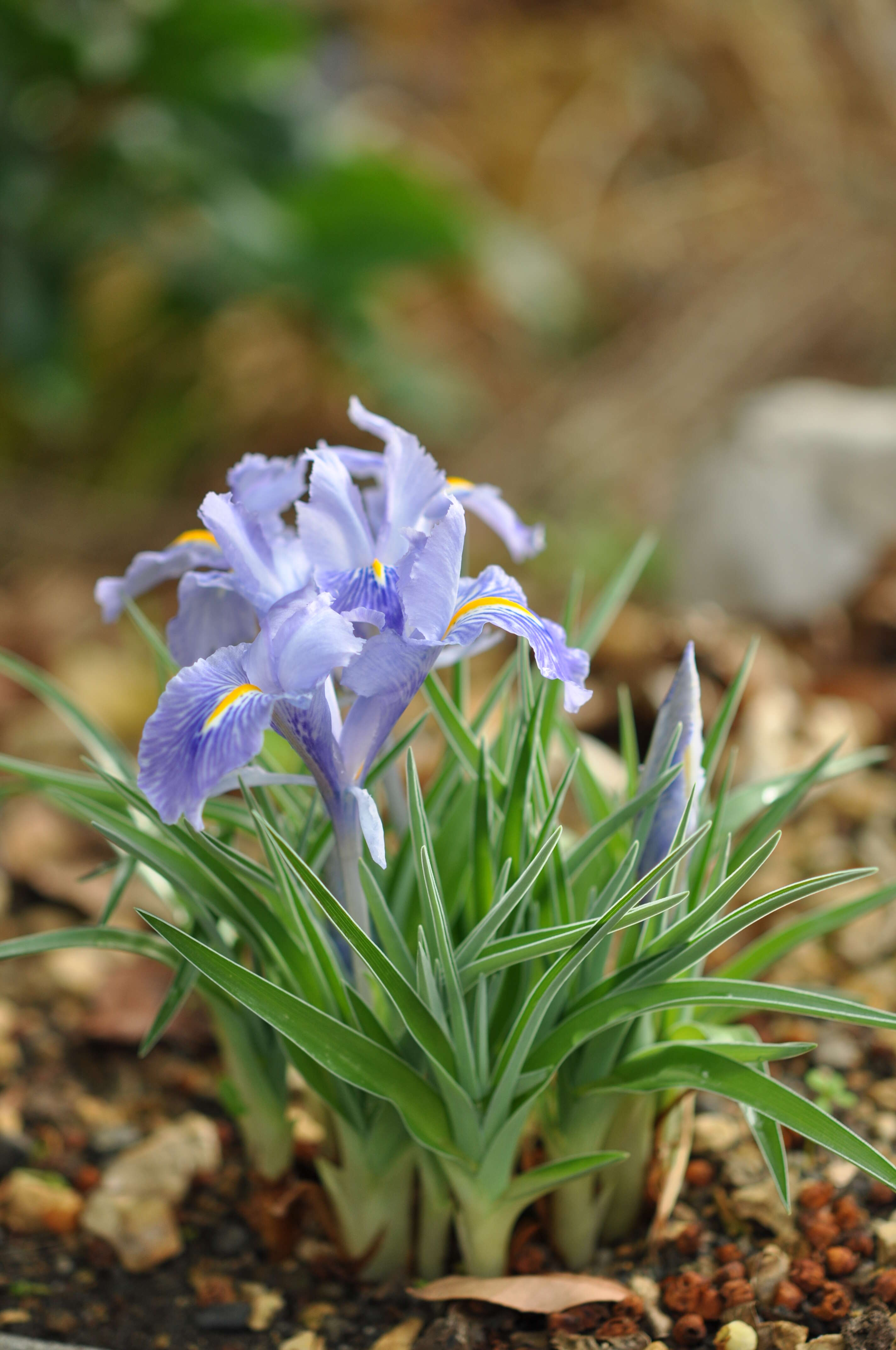 Imagem de Iris planifolia (Mill.) T. Durand & Schinz