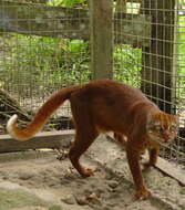 Image of Pardofelis badia