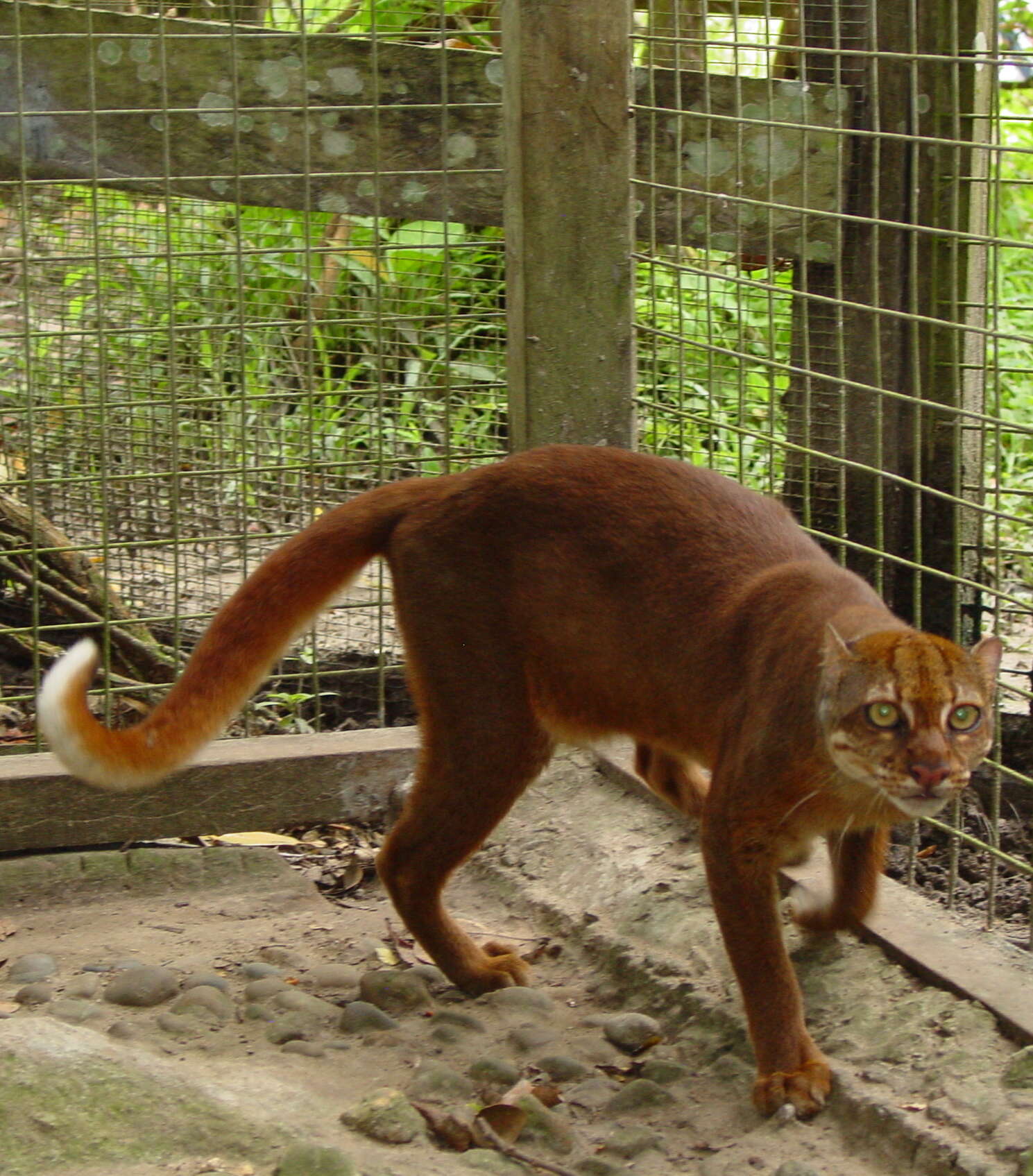 Image of Pardofelis badia