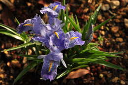 Imagem de Iris planifolia (Mill.) T. Durand & Schinz