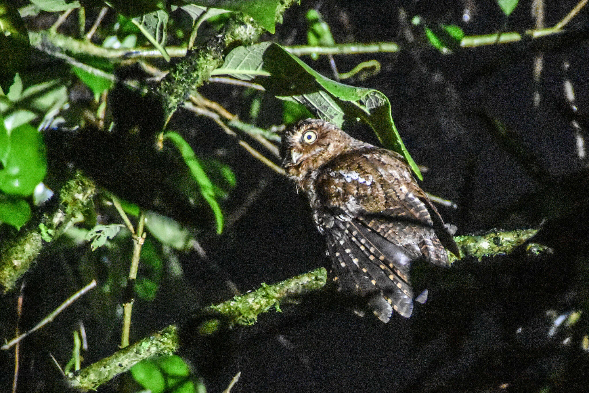 Plancia ëd Megascops clarkii (Kelso, L, Kelso & EH 1935)