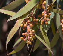 Sivun Eucalyptus gracilis F. Müll. kuva